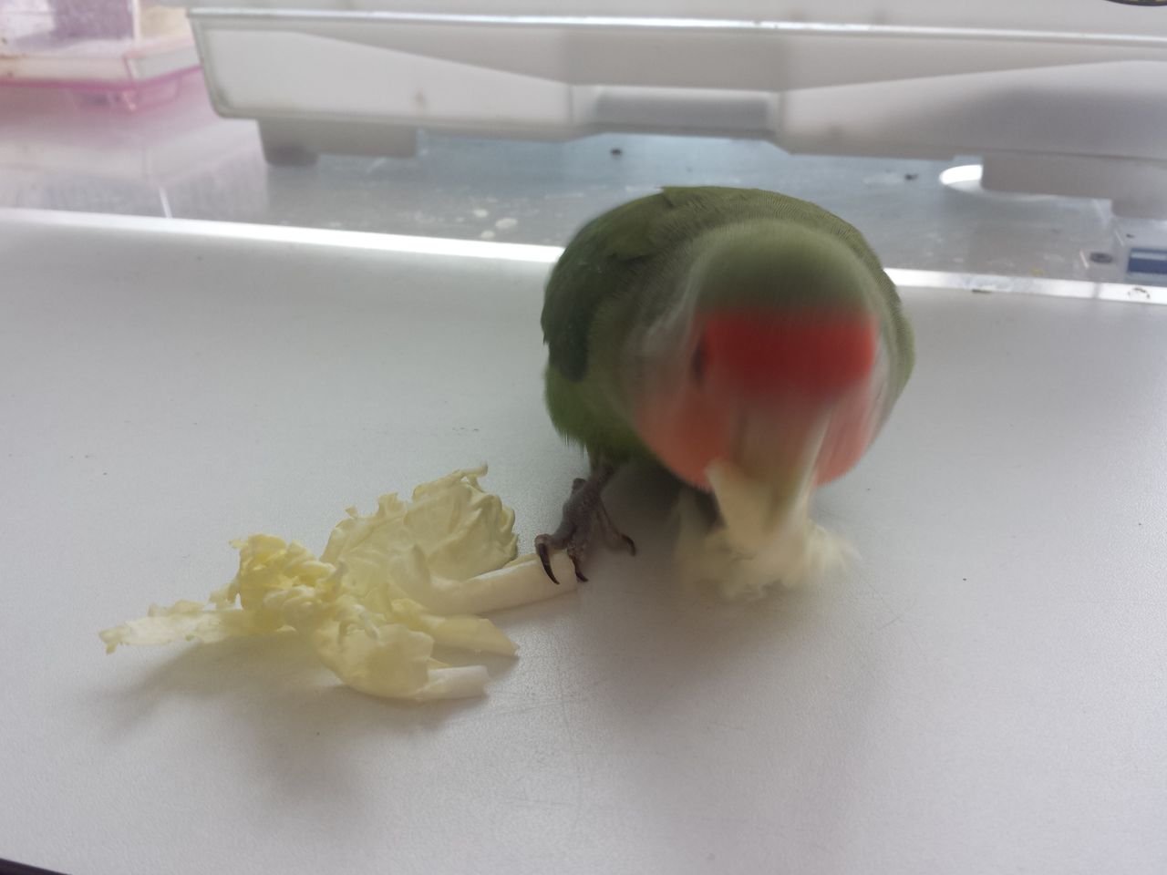 冬はこたつでミカンの皮 たまごのなかみ 冬はこたつでミカンの皮 たまごのなかみ