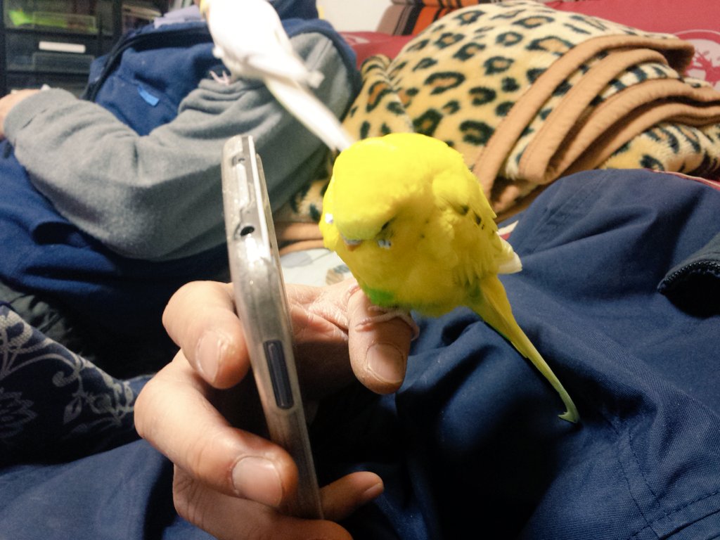インコ 家庭での事故のこと たまごのなかみ