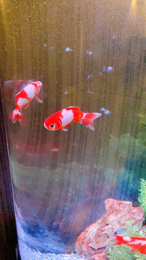 7A74F7FD-B0D0-4385-AA8F-B219D0A74BDC