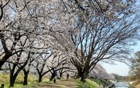 柳瀬川堤の桜11