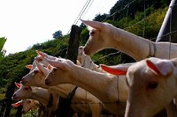 渡辺千2
