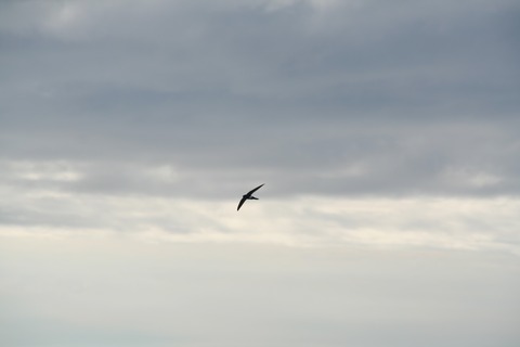 IMG_6715