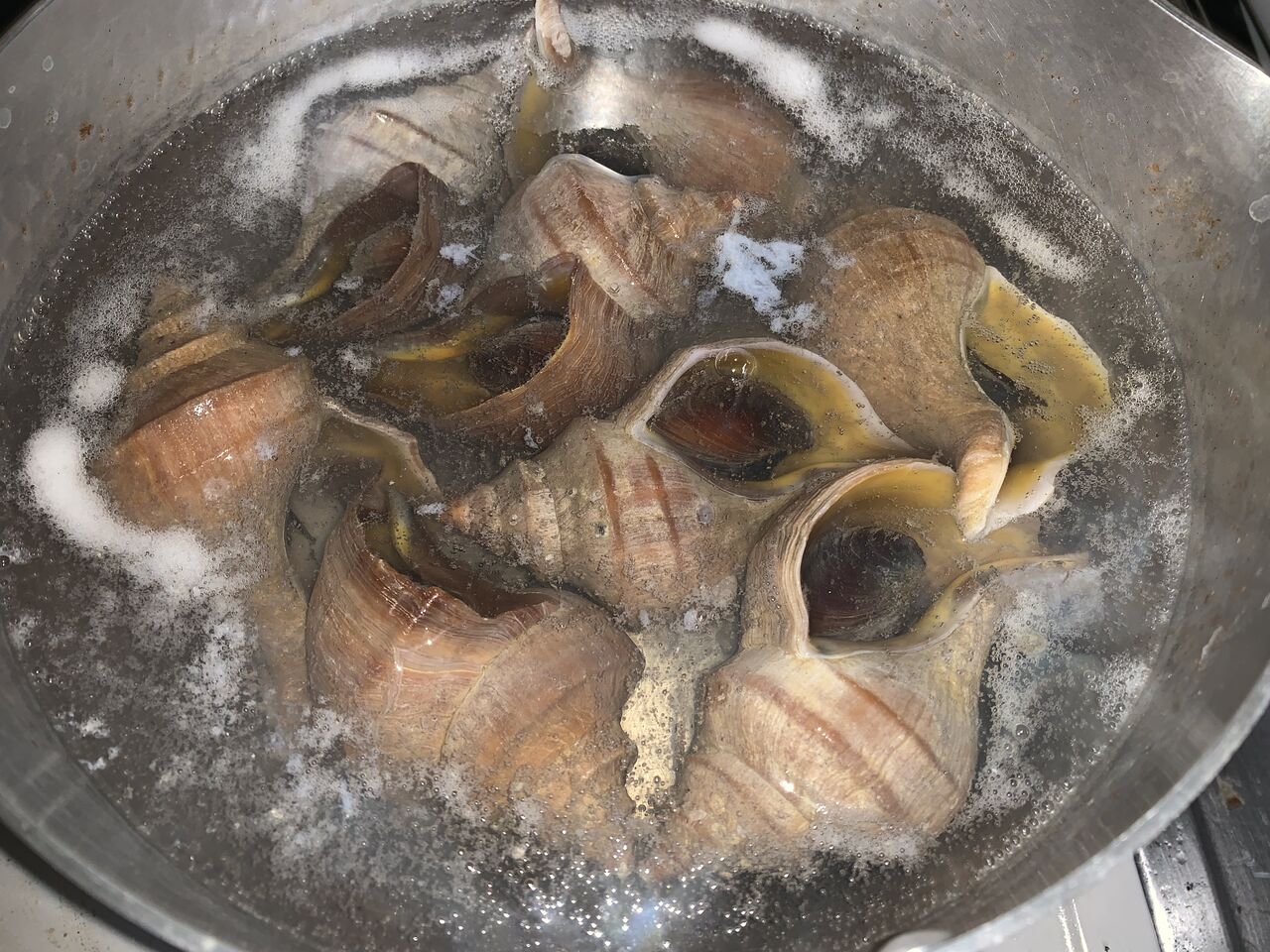 マツブに含まれる貝毒のリスクプロファイル つなさんど 趣味の部屋 マツブに含まれる貝毒のリスクプロファイル つなさんど 趣味の部屋