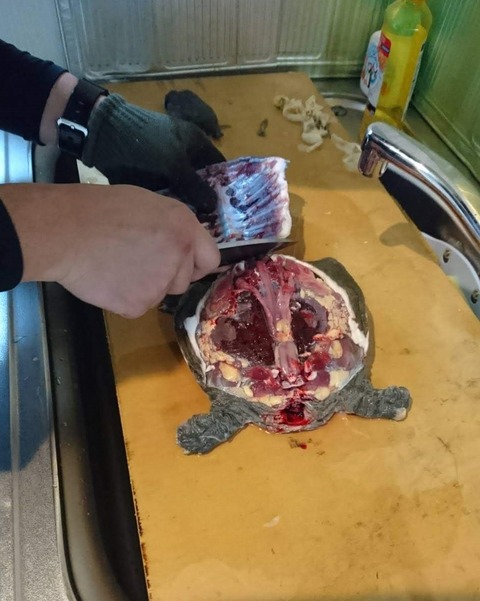スッポン5