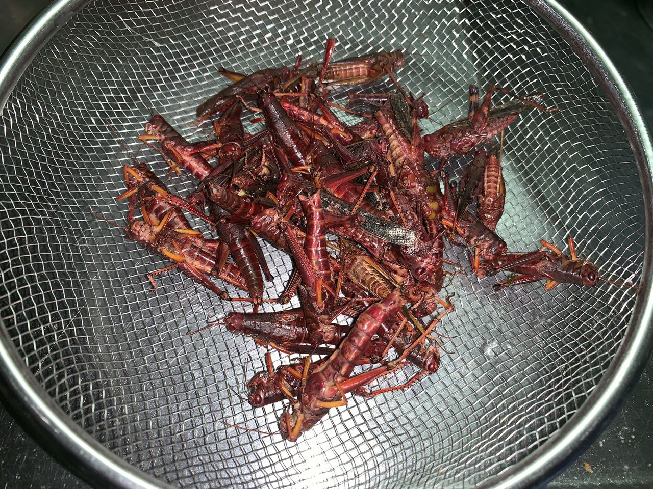 そろそろ昆虫食について考える 2 バッタ目 つなさんど 趣味の部屋 そろそろ昆虫食について考える 2 バッタ目 つなさんど 趣味の部屋