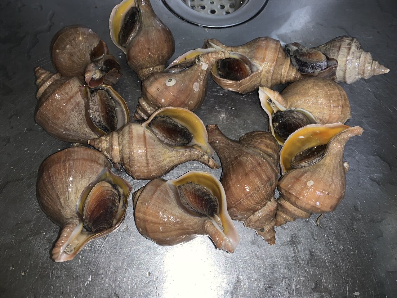 マツブに含まれる貝毒のリスクプロファイル つなさんど 趣味の部屋