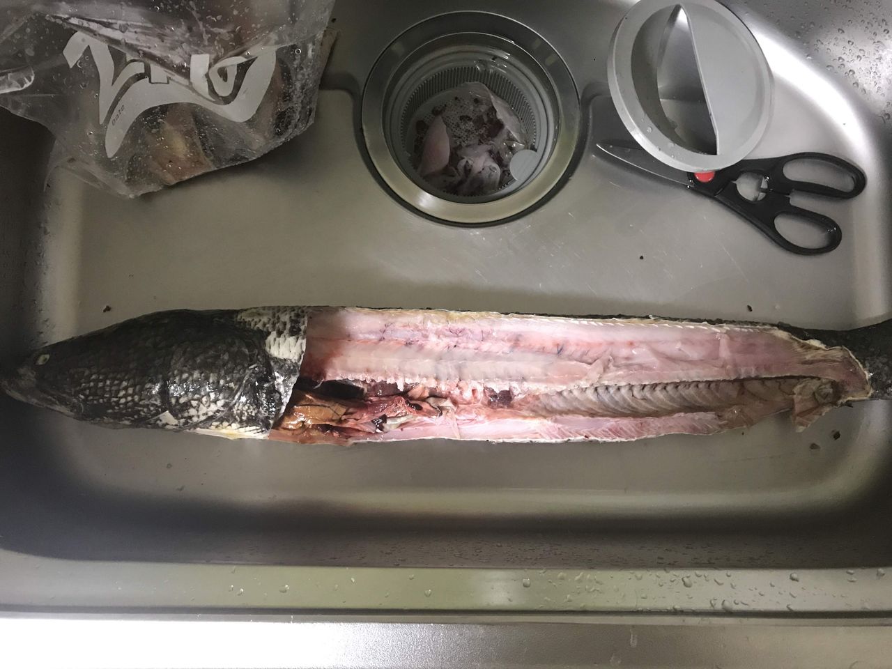 ライギョはドブの臭いだけど良い奴 つなさんど 趣味の部屋 ライギョはドブの臭いだけど良い奴 つなさんど 趣味の部屋