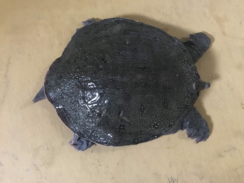 スッポン1