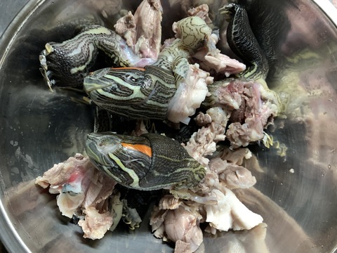 カメ4