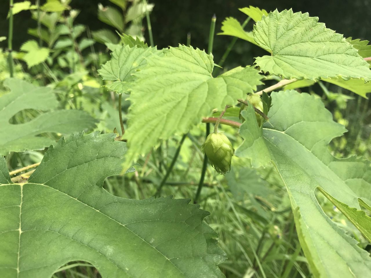 日本版ホップことカラハナソウについて考える 1 つなさんど 趣味の部屋