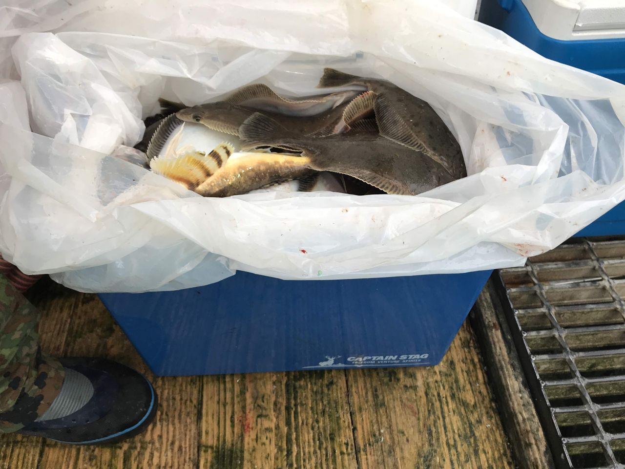 初めて船釣りに行った話 1 釣り編 つなさんど 趣味の部屋
