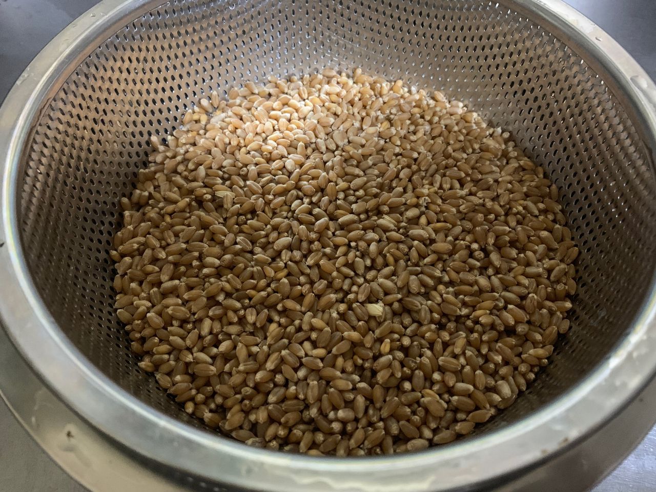 小麦 と ホップ カラハナソウ でビールを作る Day1 つなさんど 趣味の部屋