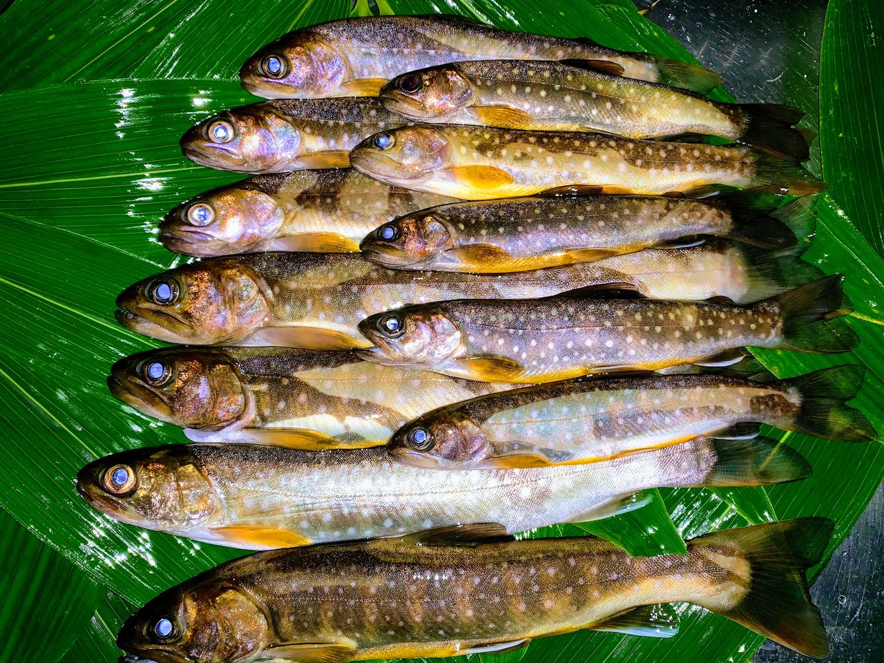 エゾイワナの刺身が食べたくて つなさんど 趣味の部屋 エゾイワナの刺身が食べたくて つなさんど 趣味の部屋