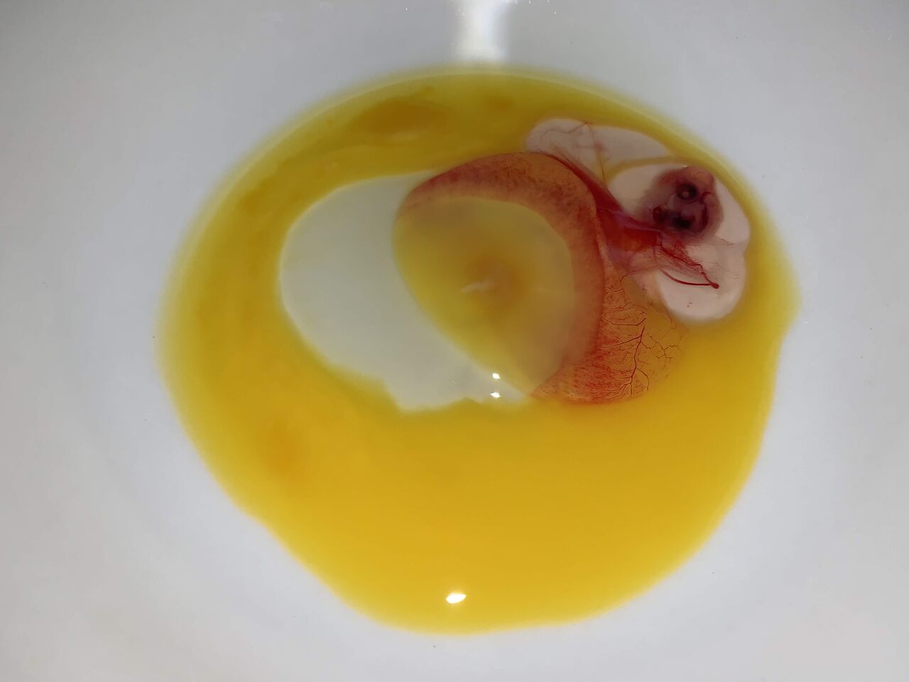烏卵は 鳥の癖に魚臭かった 2 つなさんど 趣味の部屋
