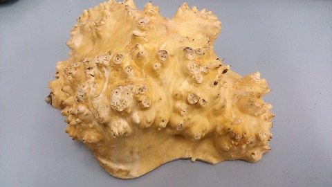 NCM_1521