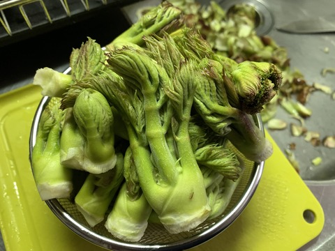タラノメ_3