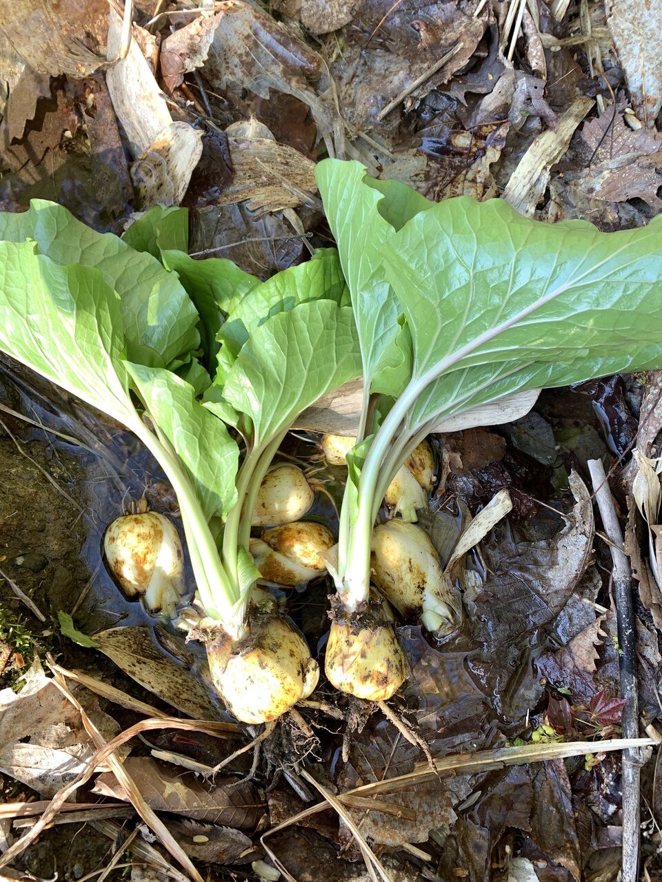 アイヌ文化について学ぶ 3 トゥレプ つなさんど 趣味の部屋