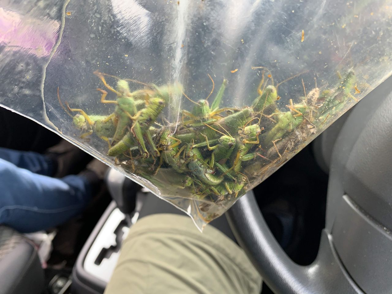 そろそろ昆虫食について考える 2 バッタ目 つなさんど 趣味の部屋 そろそろ昆虫食について考える 2 バッタ目 つなさんど 趣味の部屋