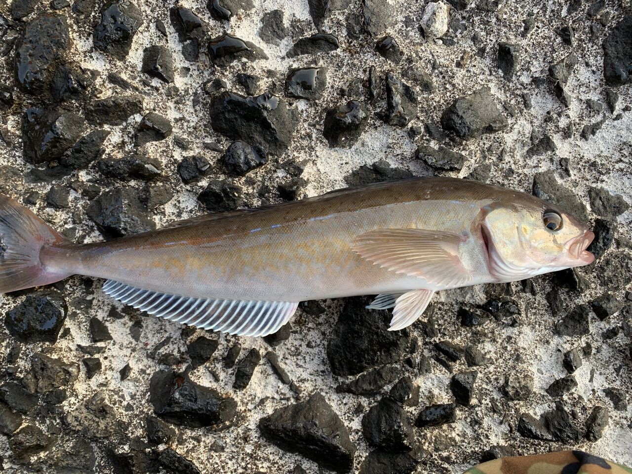 ホッケ釣りに行った話 つなさんど 趣味の部屋