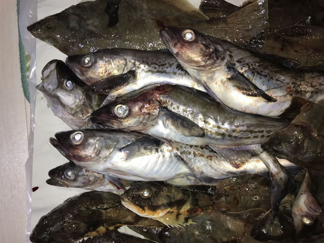 初めて船釣りに行った話 2 実食編 つなさんど 趣味の部屋