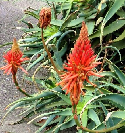 珍しい招き猫とワイルドアロエ花 京都好きなの