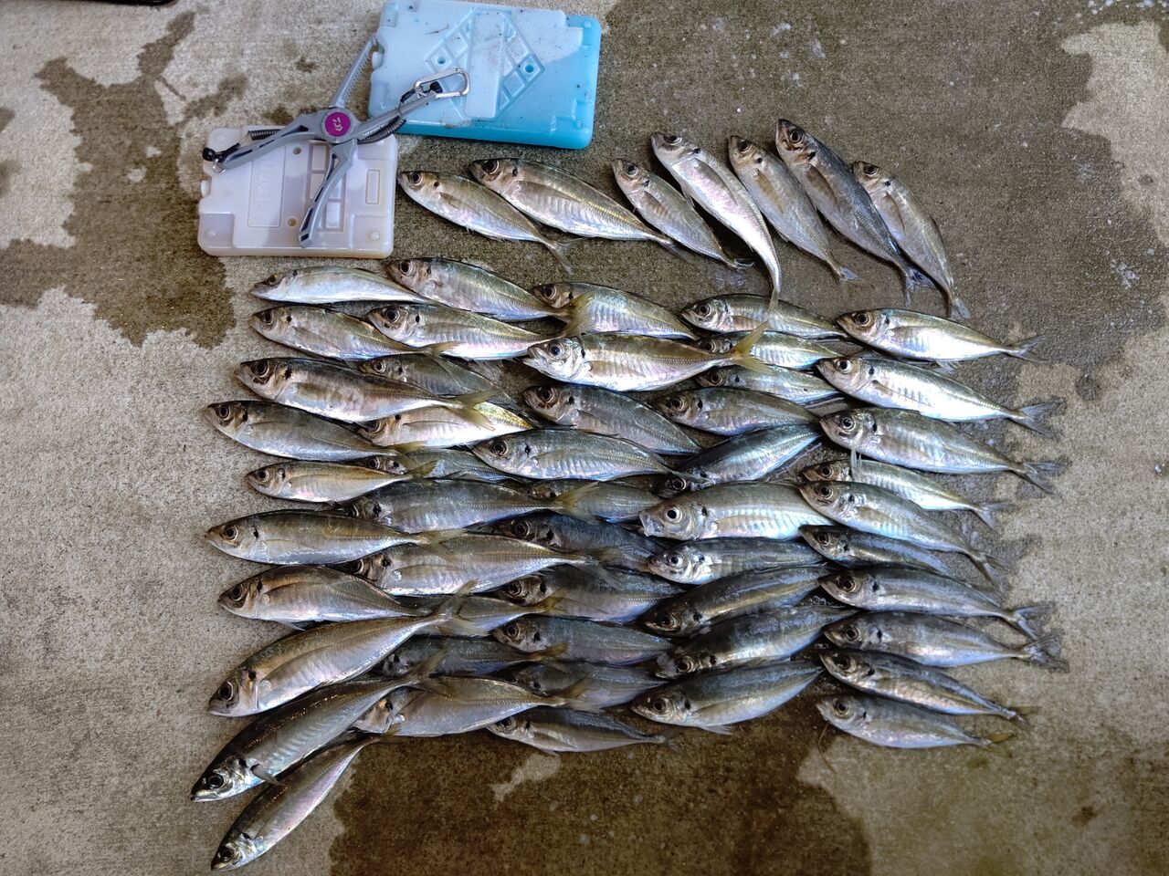 アジング釣行6月3日 たまきんblog