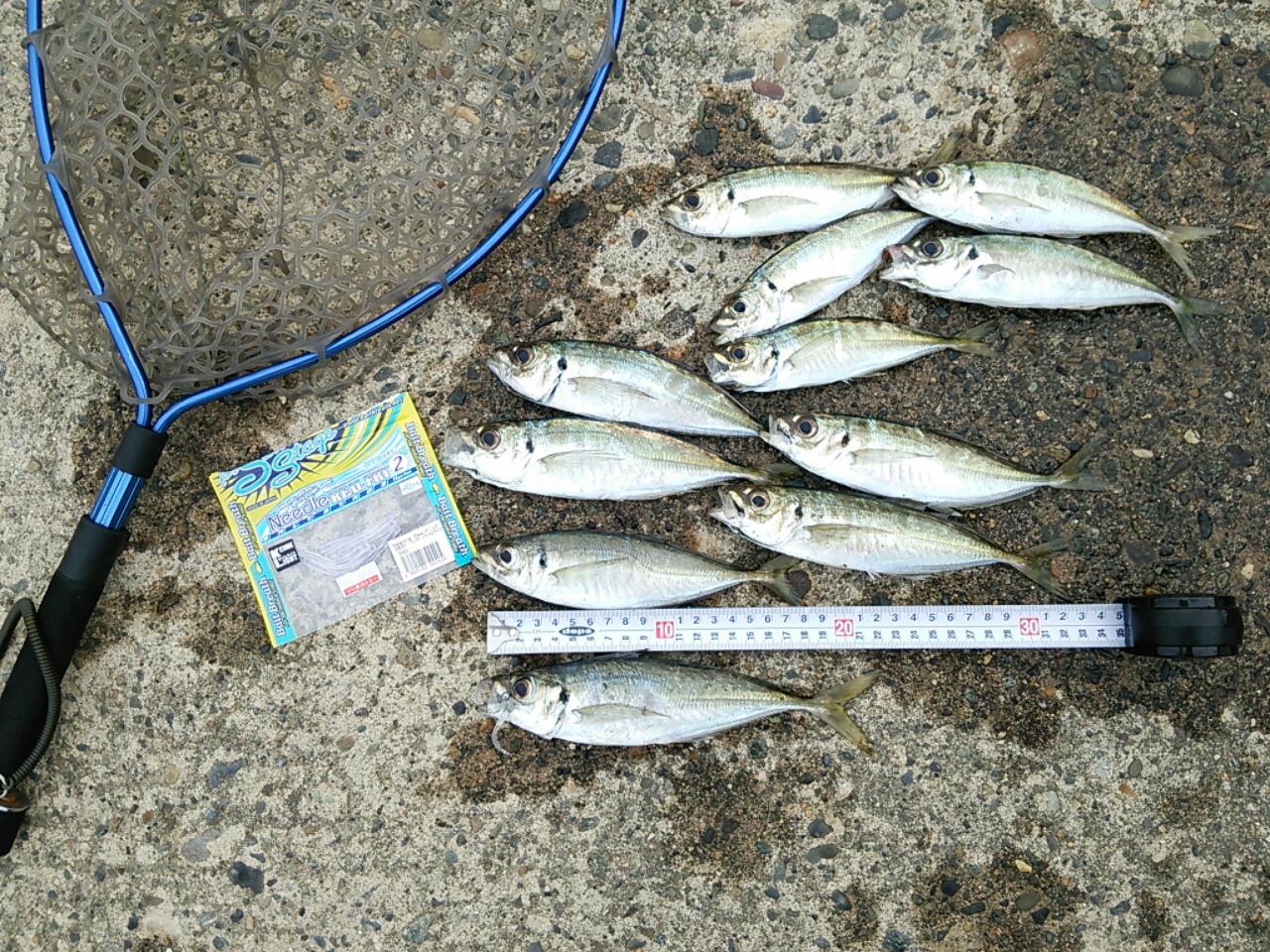 アジング釣行6月10日 たまきんちゃんのblog