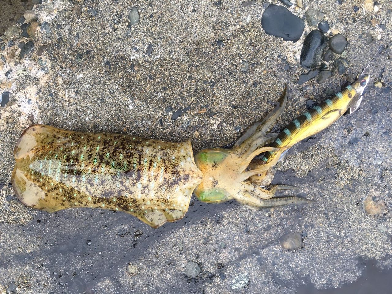 インターラインでアオリイカ 3 たまきんちゃんのblog