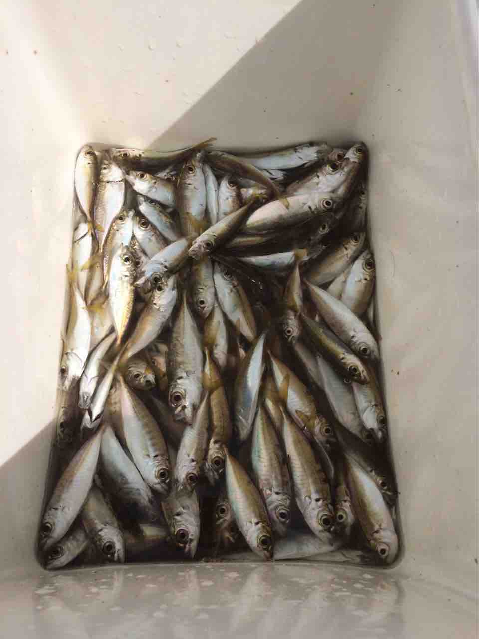 今年こそアジを釣りたい 初心者がアジングでアジを釣るまで わだちの体験談 今年こそアジを釣りたい 初心者がアジングでアジを釣るまで わだちの体験談