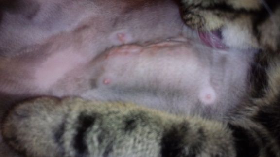 猫の避妊手術後の傷跡 しこり 猫３匹と時々ハンドメイド