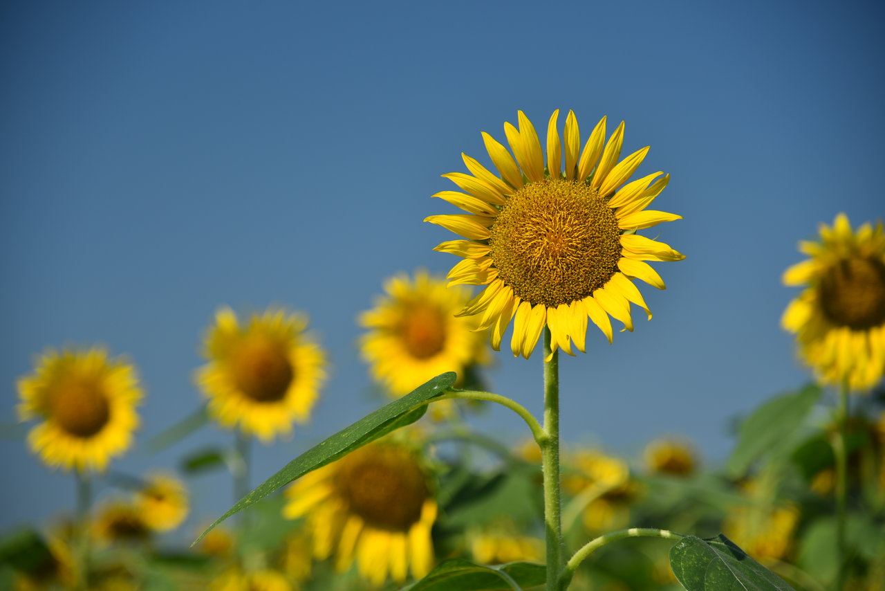 茨城県明野ひまわり畑 暇人の週末記録 モトブログ