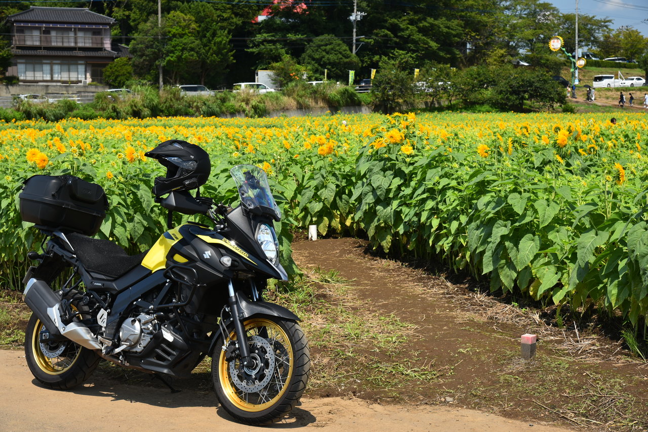 茨城県明野ひまわり畑 暇人の週末記録 モトブログ