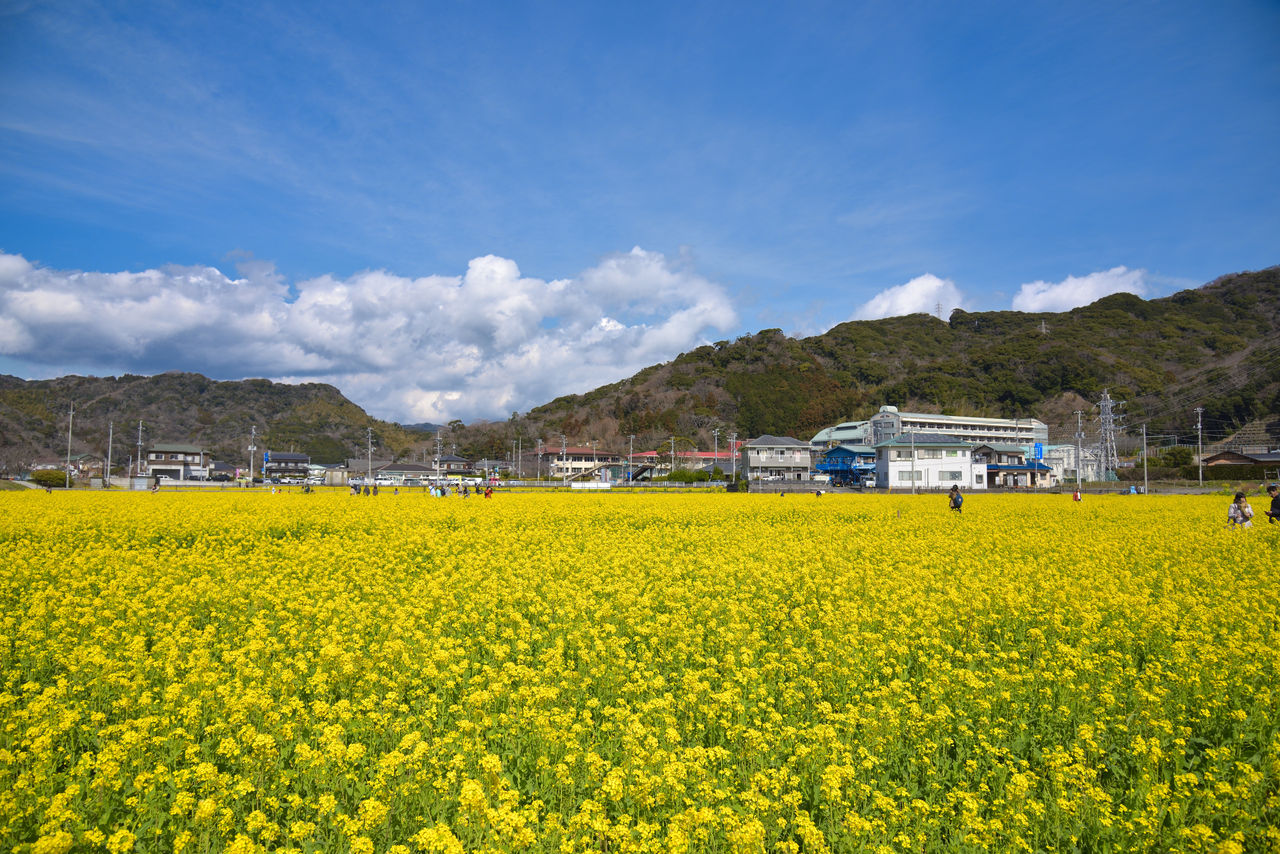 関東のお勧め菜の花ツーリングスポット 暇人の週末記録 モトブログ 関東のお勧め菜の花ツーリングスポット 暇人の週末記録 モトブログ