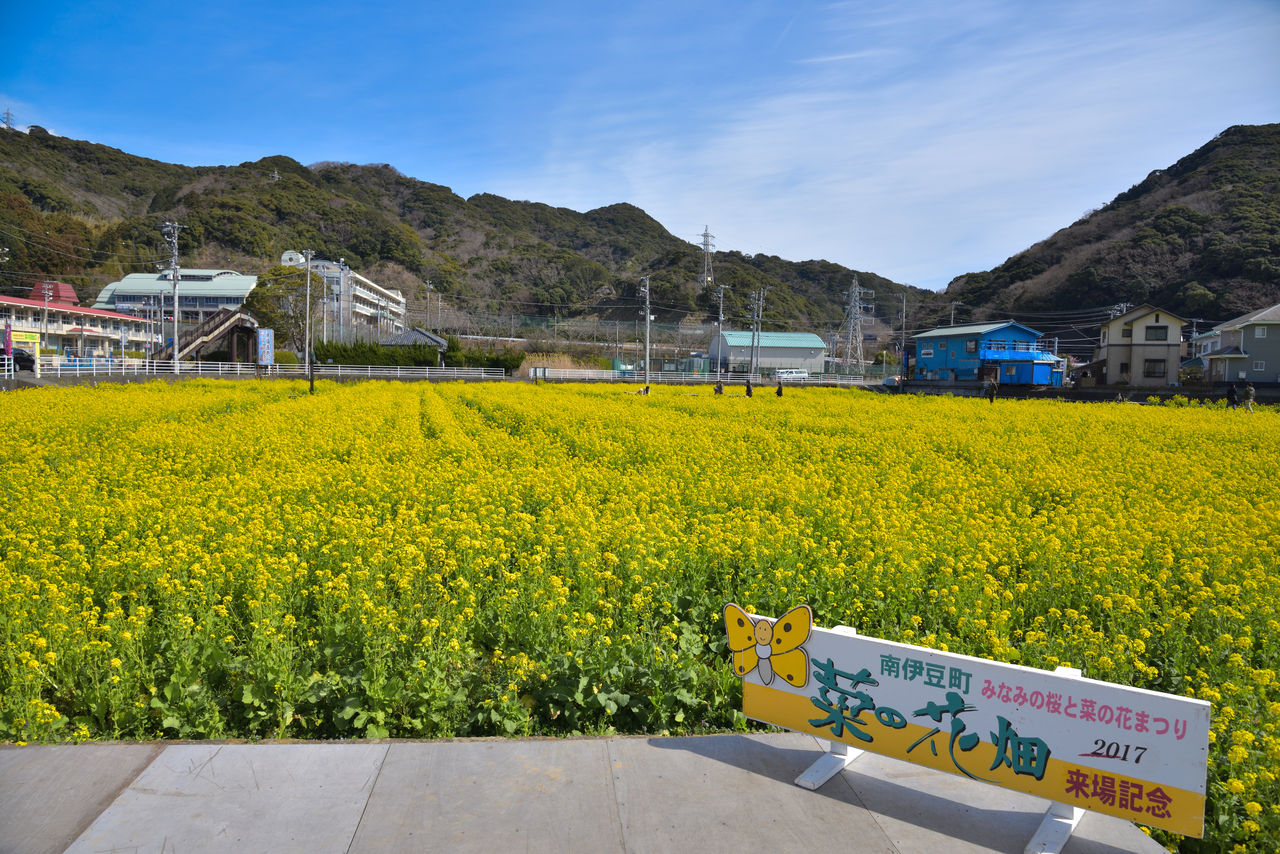 関東のお勧め菜の花ツーリングスポット 暇人の週末記録 モトブログ 関東のお勧め菜の花ツーリングスポット 暇人の週末記録 モトブログ