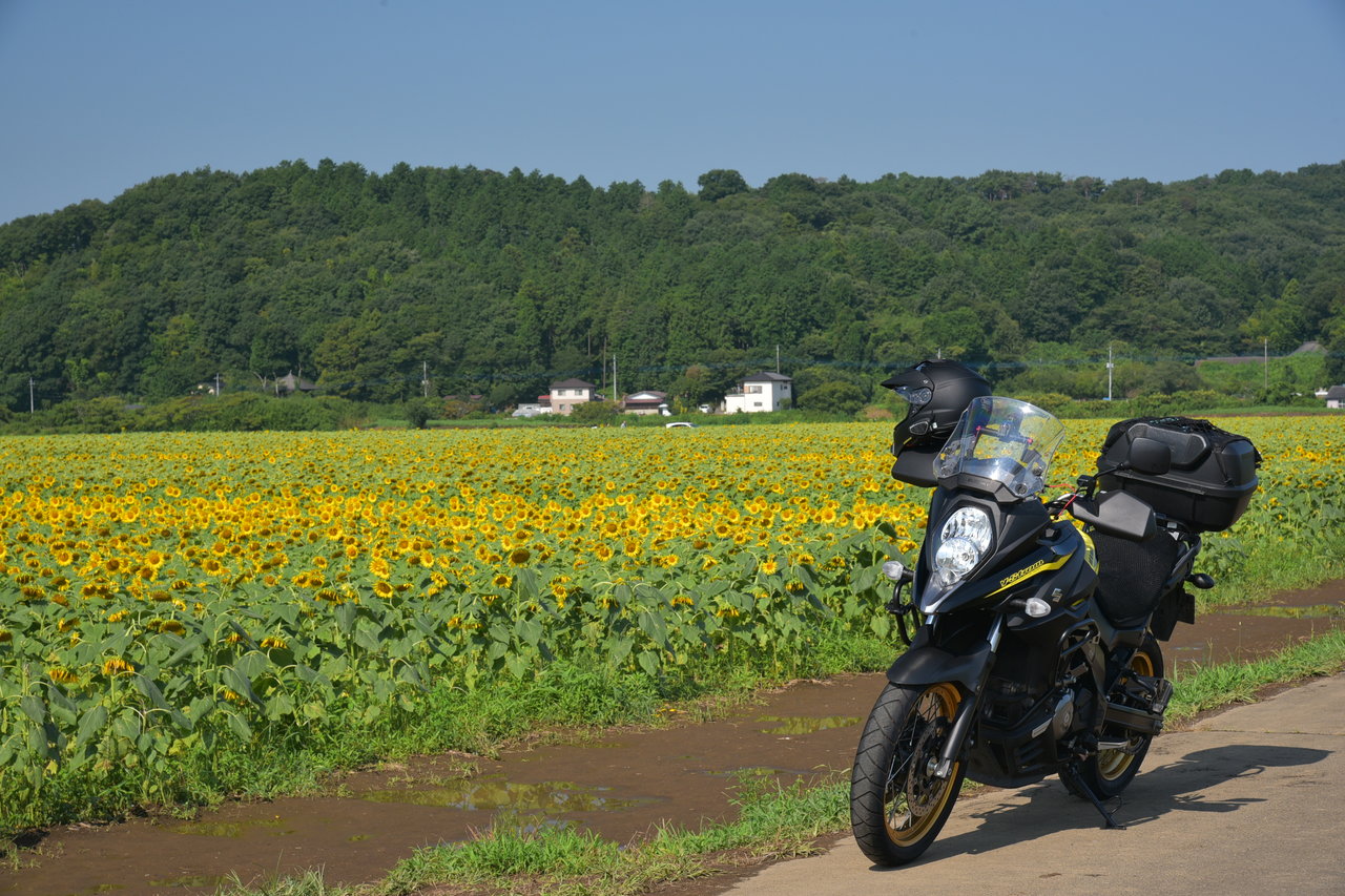 茨城県明野ひまわり畑 暇人の週末記録 モトブログ