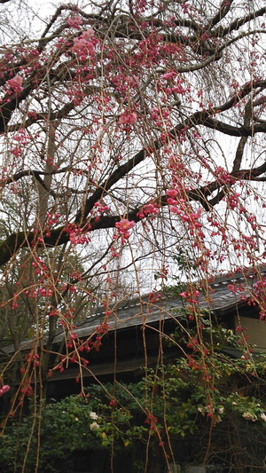 170406退蔵院2