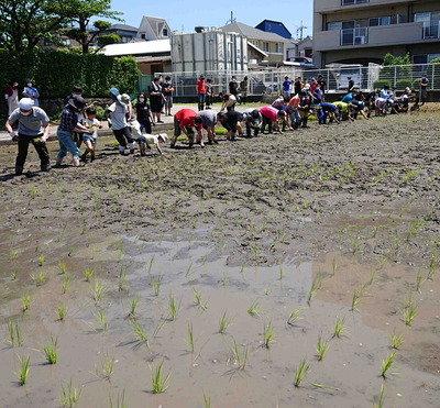 220612田植え10