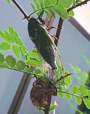200723セミ14