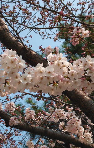 180325桜散歩3