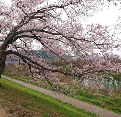 200330背割堤5