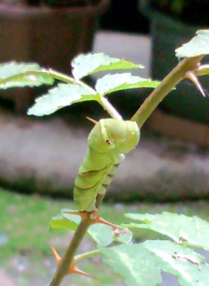 110703芋虫1