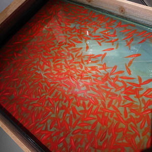 200805金魚3