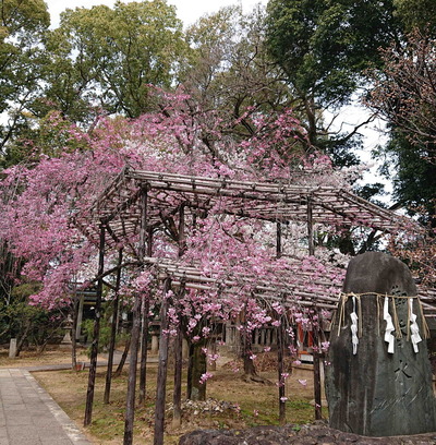 220409伏見13
