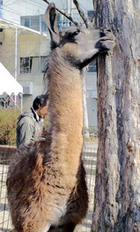 090215移動動物園2