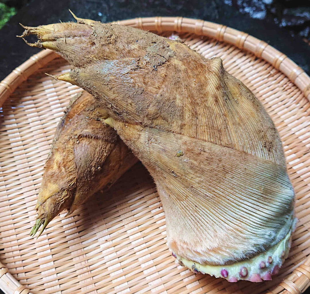 upされました 竹の子の湯がき方 京都町家ぐらし upされました 竹の子の湯がき方 京都町家ぐらし