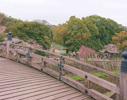 200330背割堤9