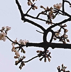 230317公団の大島桜