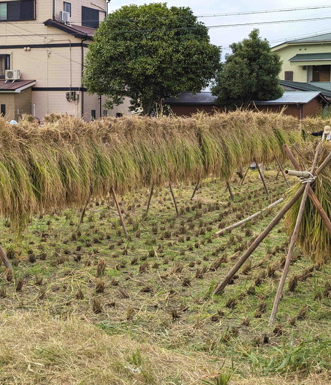 241027田植え11