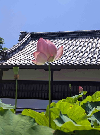 260709京都御苑2