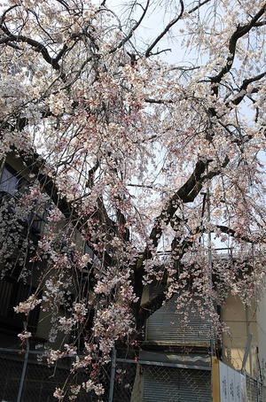 180325桜散歩1